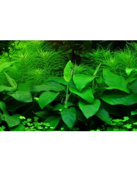 Anubias Nana en Pot